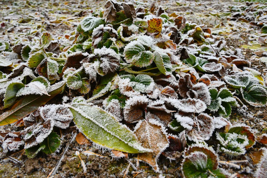 Herfsttuin met gevallen bladeren, bedekt door ochtendrijp, een tuin die klaargemaakt wordt voor de winter