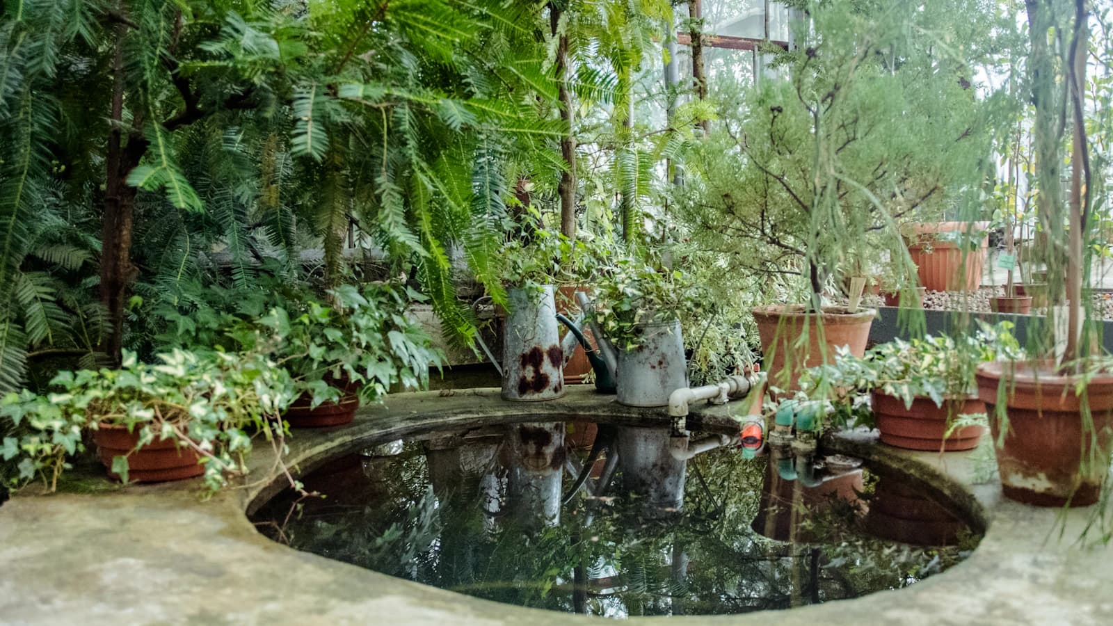 Tuinvijver met waterplanten in Nederlandse achtertuin