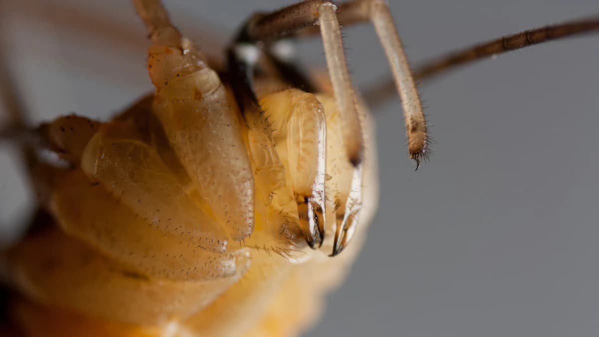 Close-up van een bedwants op stof, ongeveer vijf millimeter groot met een platte ovale roodbruine vorm