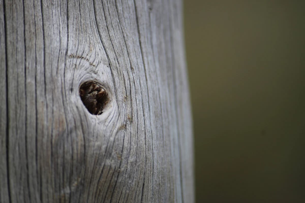 Close-up van kleine ronde houtwormgaatjes in een houten oppervlak met fijn houtmeel