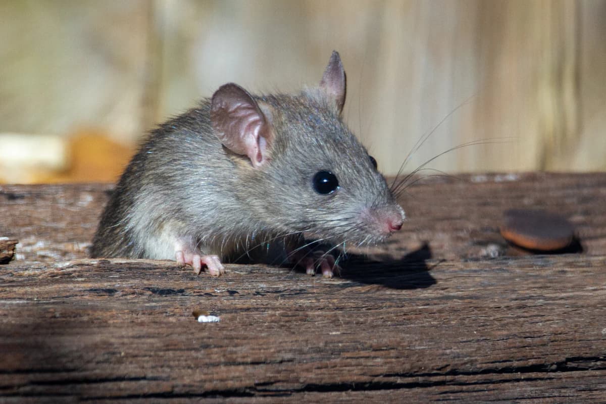 Kleine huismuis op een houten vloer in een woning