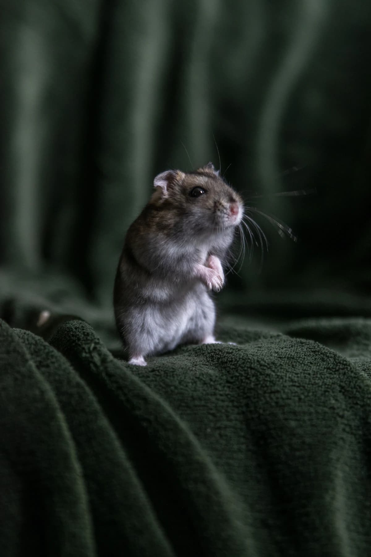 Bruine rat in huiselijke omgeving, een typisch beeld van een rattenprobleem in en rond de woning