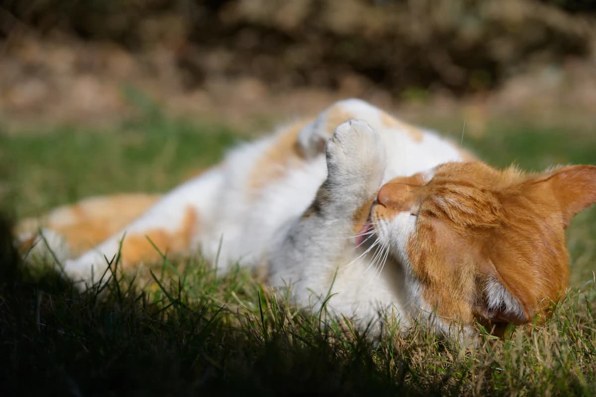 Kat krabt zich in de vacht, typisch signaal van een mogelijke vlooienplaag