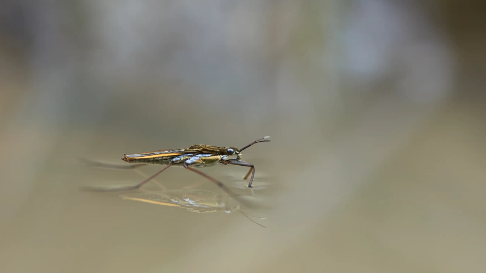 Zilvervisje insect