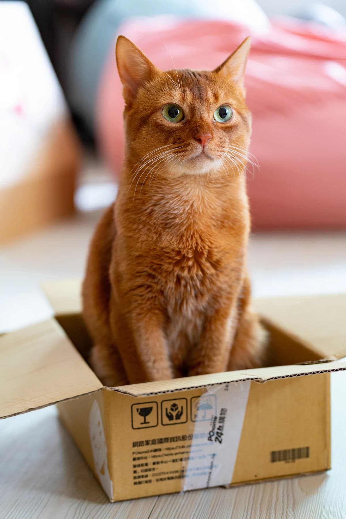 Kat in een verhuisdoos van karton tijdens een verhuizing in een Nederlands huis